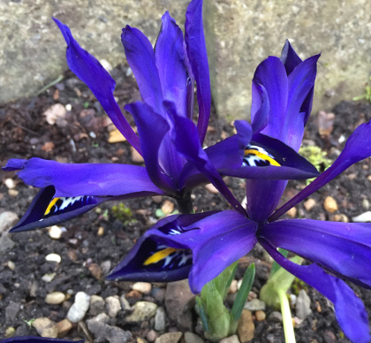Iris histrioides 'Palm Springs' 